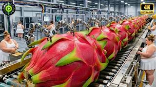 Inside a High Tech Dragon Fruit Factory Production (Full Process)