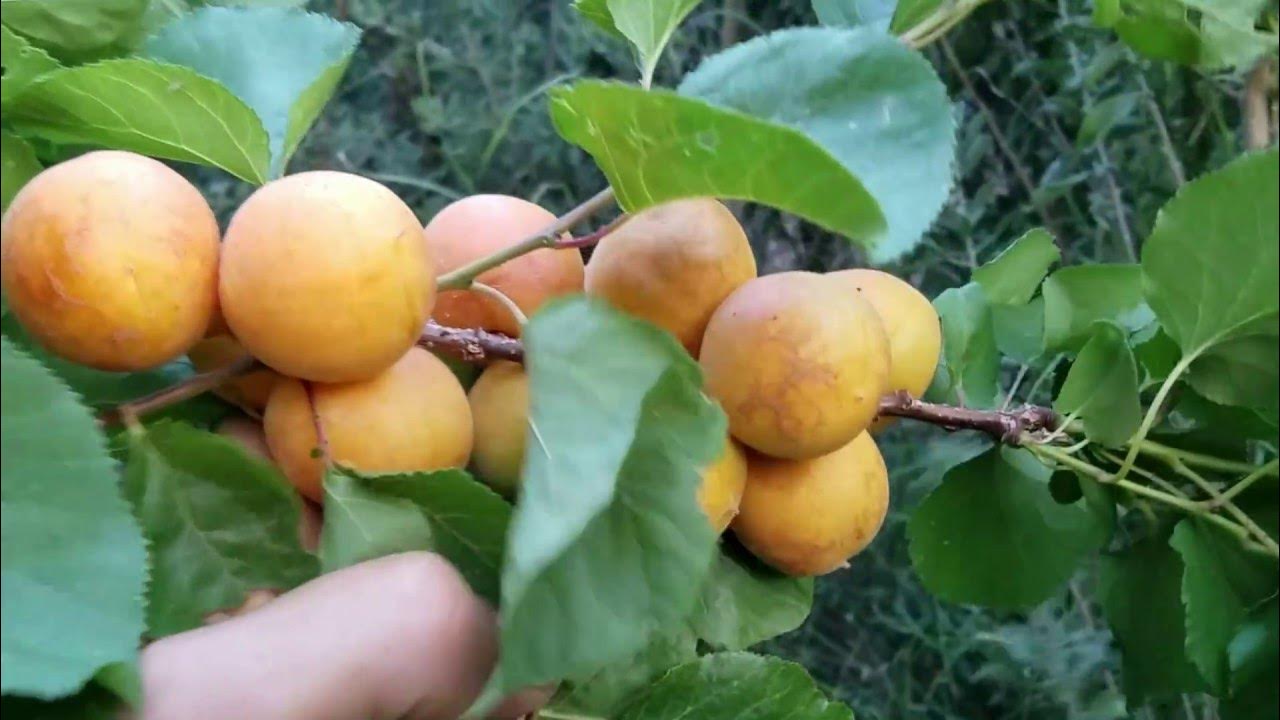 The Desert Fruit Chronicles Ep. 3 Gold Kist Apricot YouTube