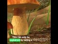 Unveiling the Magical Dance of Mycorrhizal Fungi