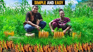 Carrot Farming Explained | Why It is Profitable To Start A Carrot Farm In 2024 - Detailed Steps