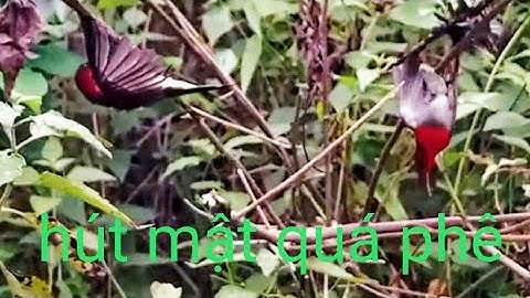 8 /11,/2024  tập 3 đi bẫy chim rừng chim hút mật .miền Bắc Lào Cai