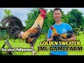 Golden sweater  james marquez lim  jml gamefarm  quality gamefowl in the philippines