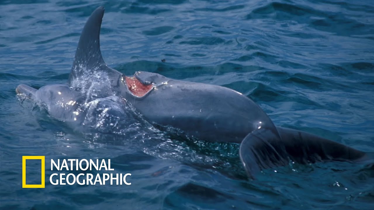 돌고래와 상어의 격전지, 샤크만