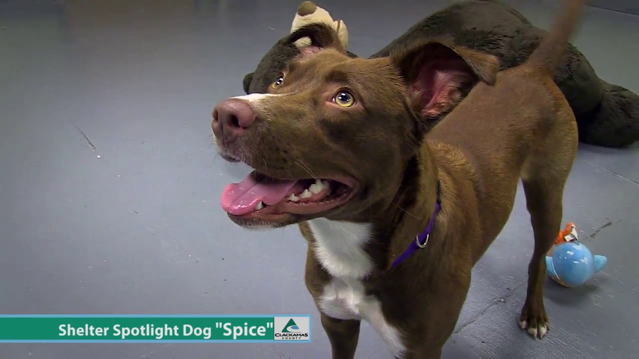 Dog of the Week: Spice the Border Collie Mix - YouTube