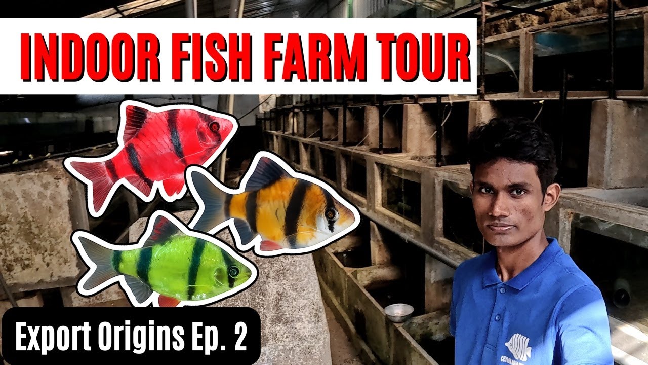 Inside a Sri Lanka Indoor Aquarium Fish Farm | How Aquarium Fish Are Raised for Export