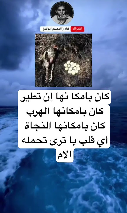 كان بامكا نها إن تطير كان بامكانها الهرب كان بامكانها النجاة أي قلب يا ترى تحملهالام