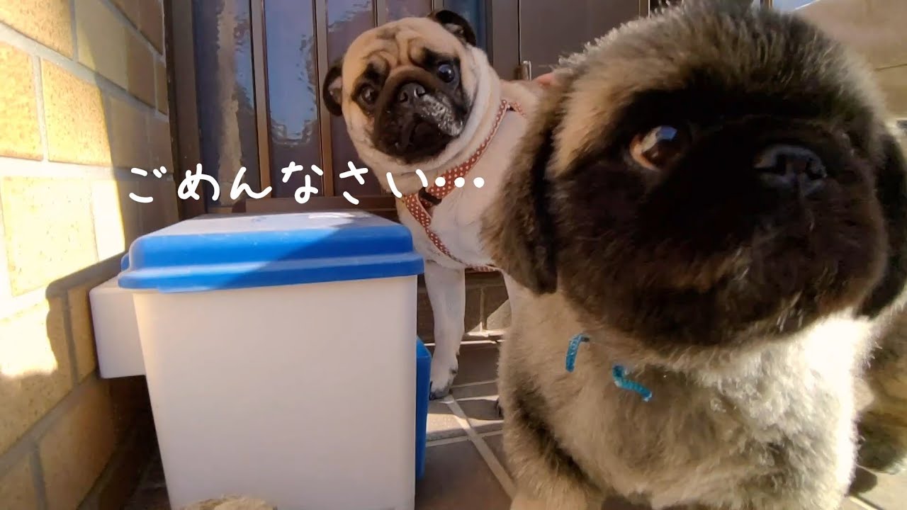 ENG SUB] The Day My Pug Learned the Strictness of the Dog's