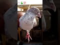 my favorite daku breed #Shorts#Viral#Trending#ViralShorts#TrendingNow#youtubeshorts#kaboota‎