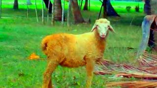 Download Lagu SUARA KAMBING== Cocok untuk anak yang lagi nangis MP3
