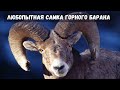 Самка горного барана заглянула в объектив фотоловушки