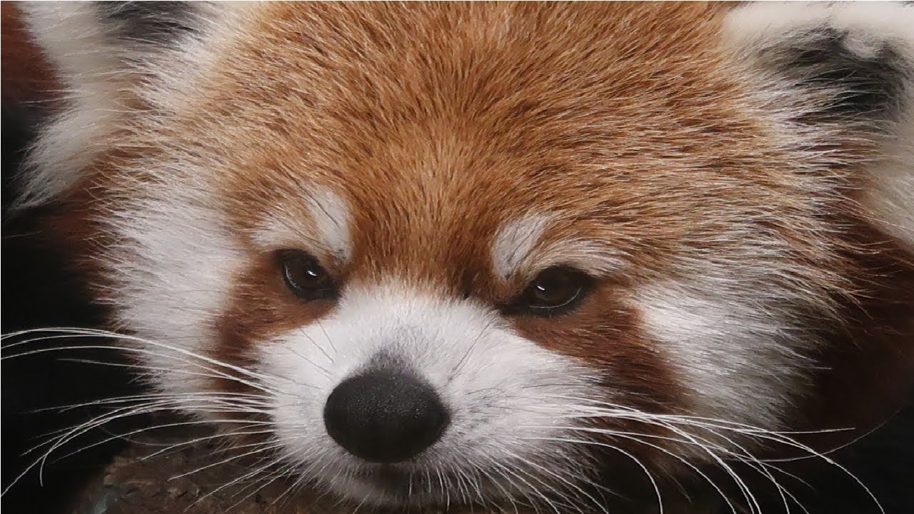 Chattanooga Zoo and Tennessee Aquarium Red Pandas!!!! YouTube