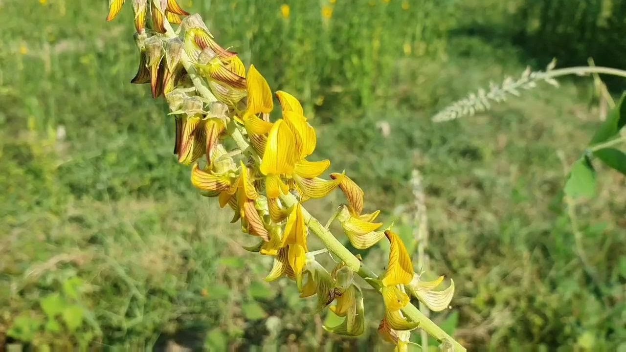 Fire roll with streaked rattle pod (Crotalaria pallida) - YouTube