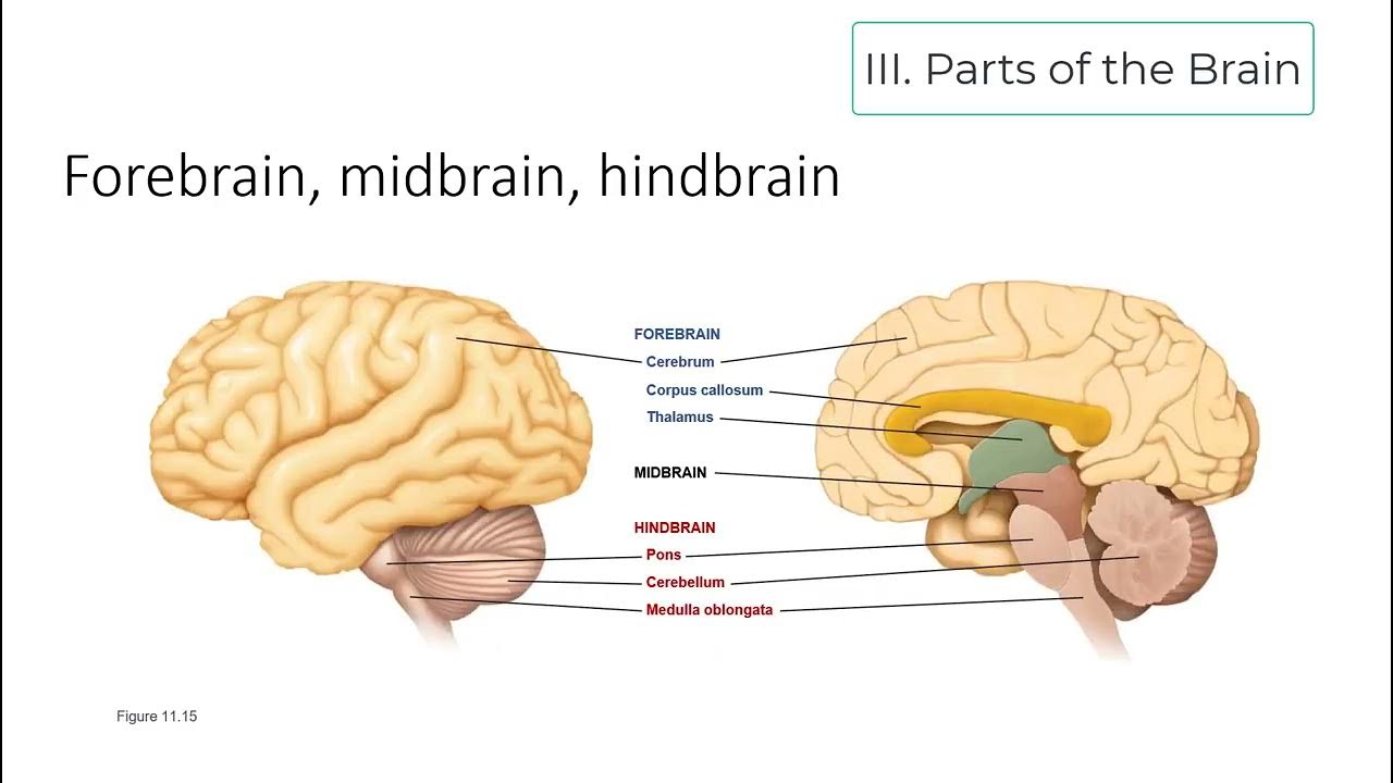 Bio121 Lecture 17 Brain Anatomy YouTube