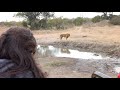 The had pride male lion is gored by a rhino after a huge fight and is dying.