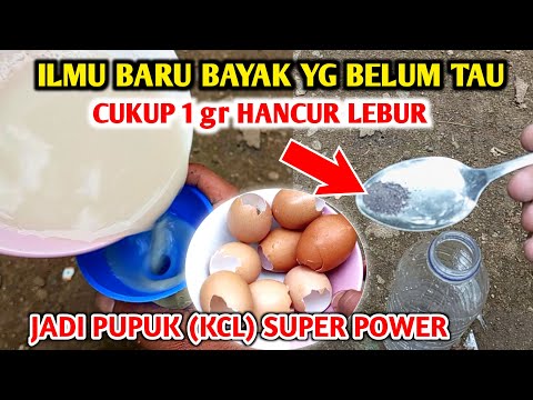 Luar biasa ini Rahasia Membuat pupuk KCL super power Atau Cara membuat pupuk KCL ORGANIK