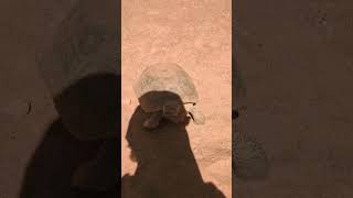 super cool tortoise on scout cave trail