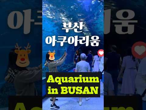 부산 아쿠아리움 Aquarium in Busan, Korea #부산여행 #부산관광 #부산가볼만한곳