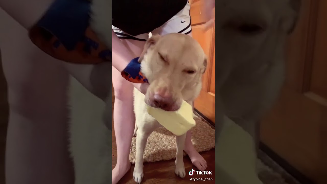dog stole one pound of butter (must see) tiktok😂😂 YouTube