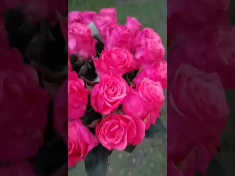 Video: Zieds ar rozā ziediem: skaistums pušķī un puķu dobē