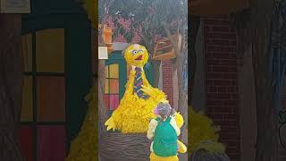 Happy Birthday, Big Bird #sesameplace #youtubeshorts #viral #sesamestreet #bigbird