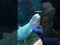 Funny Beluga Whale Pranks Human On April Fool