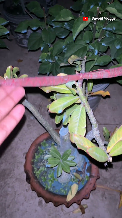 রাত্রিবেলা ছাদে গিয়ে আমি কি দেখলাম || mini vlog ||  #minivlog #shots #viral #dragon #dragonfruit