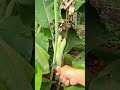 Super sharp mini tool for practically pruning banana stems -Agriculture farming #shorts