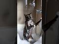 욕실에서 랩하는 고양이 A cat rapping in the bathroom.浴室でラップをする猫