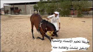 طريقة الانحناء والتحيه وتشغيل الخيل فاللنش والفايده منه