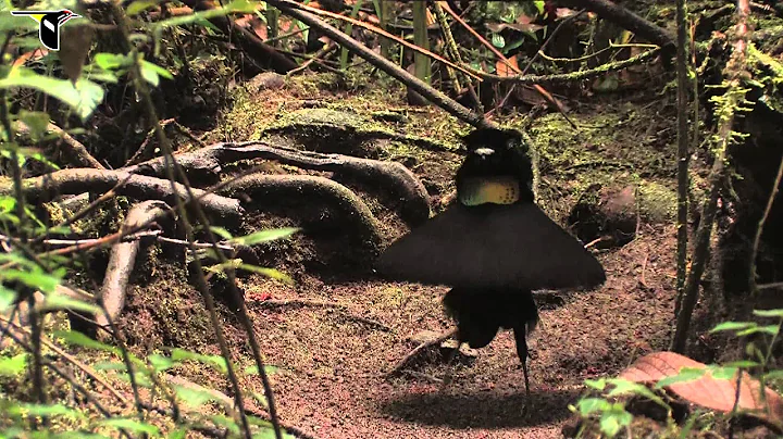 Lawes's Parotia