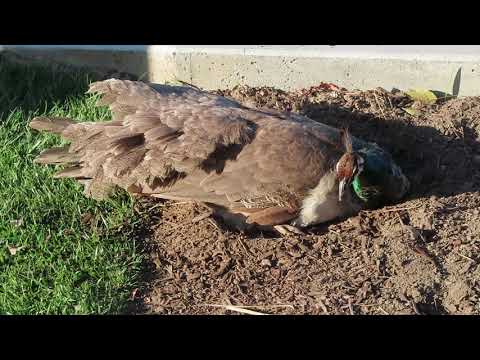 A Peahen Takes a Dirt Bath
