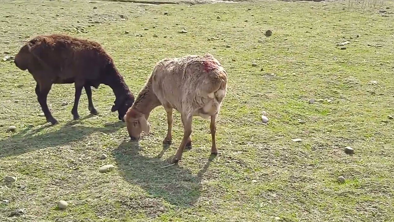 Совлукхои бугузи фуруши 988279820