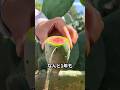 サボテンの中にピンクのアイスが!?