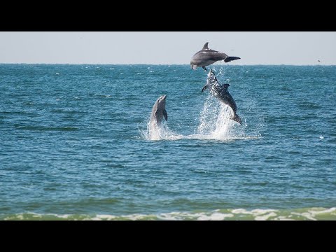Дельфины приплыли прямо к пляжу с отдыхающими в Анапе