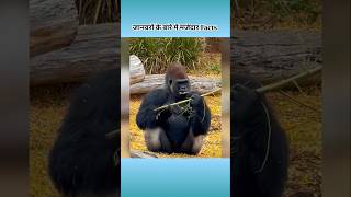 🦍 interesting facts about animals 🦍 #facts #amazingfacts #animals #intrestingfacts #shorts