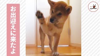 お家に帰ると、２匹の柴犬からのお出迎えが待っている…【PECO TV】