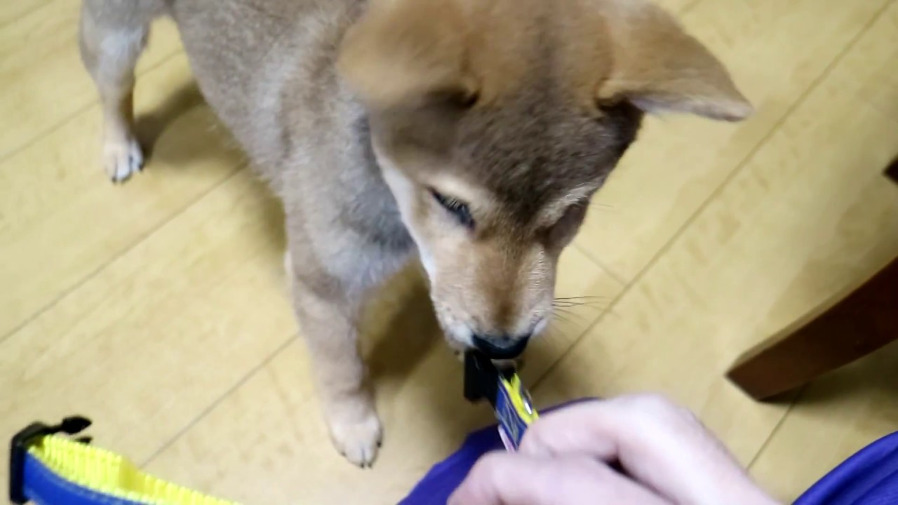 子犬の柴犬に初めて首輪を付けたら爆笑 YouTube