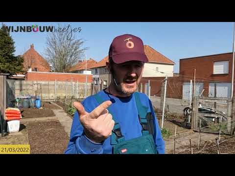 Video: Hoe bewaak ik mijn oude wijnstokken?