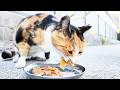 兵庫県の愛護団体にゴミのように捨てられた三毛猫 ドラミちゃんにご飯をもってくと・・・
