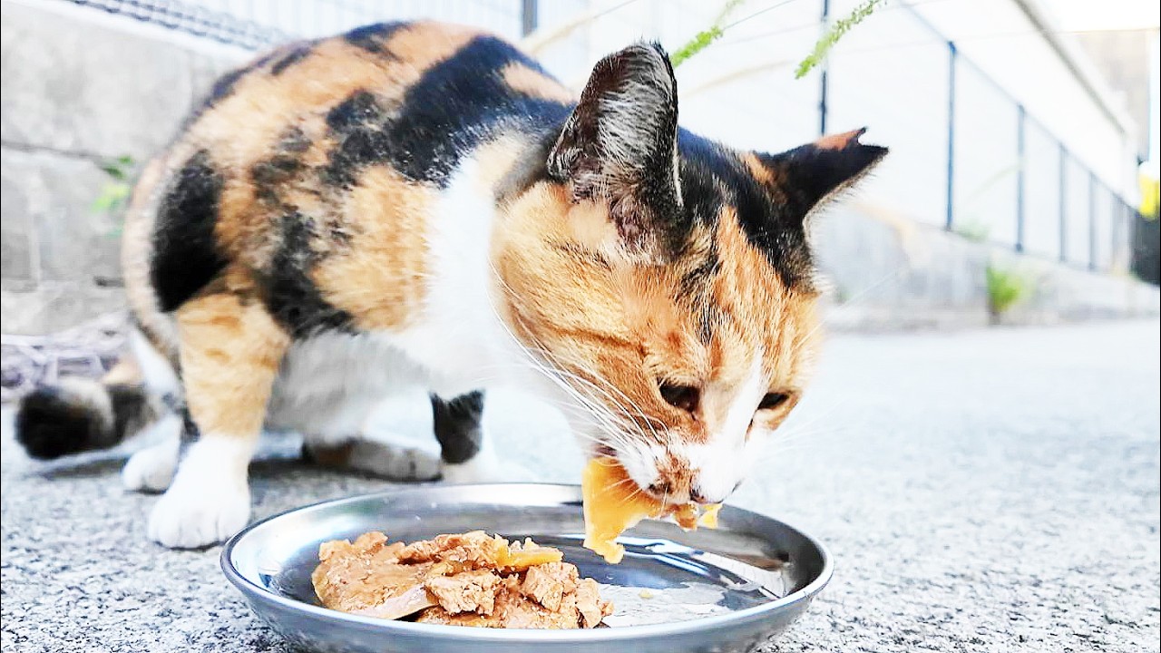 兵庫県の愛護団体にゴミのように捨てられた三毛猫 ドラミちゃんにご飯をもってくと・・・