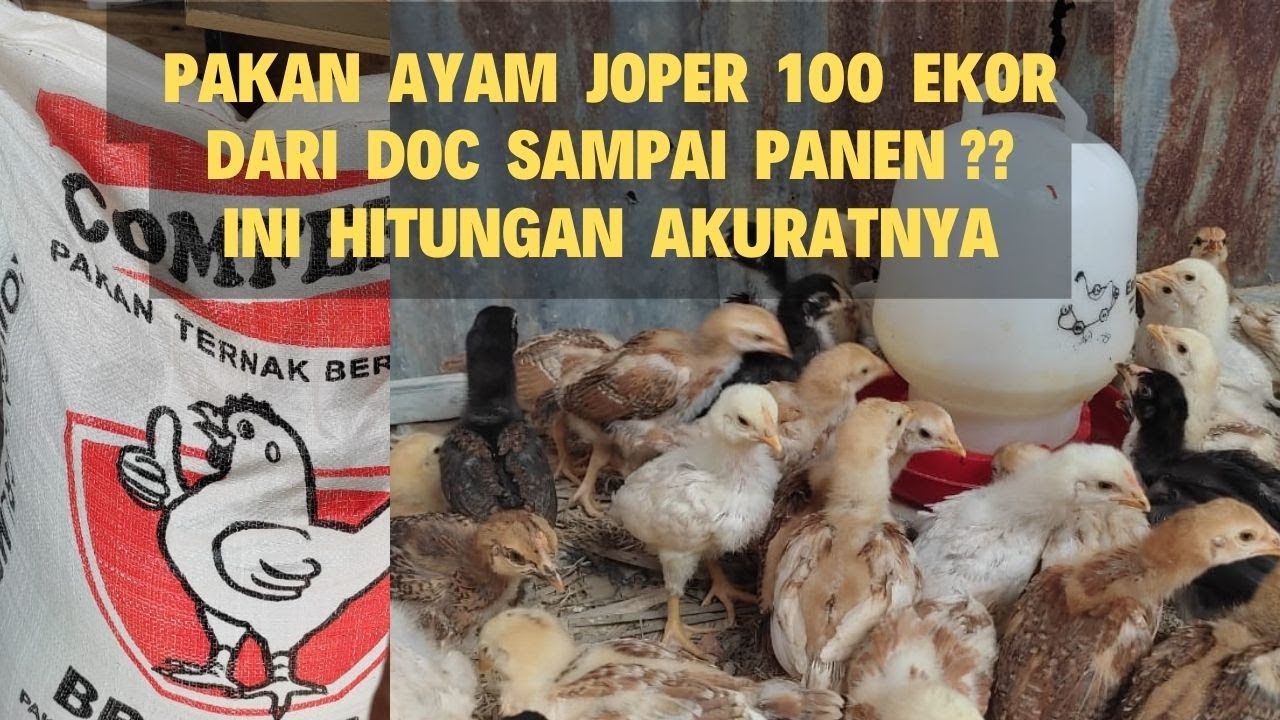 Kebutuhan Pakan Ayam Joper 100 Ekor DOC sampai Panen, Ini Simulasi ...