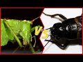작다고 무시당하는 베짱이가 커다란 귀뚜라미를 만나면 생기는 일 When a fierce predatory katydid encounters large cricket