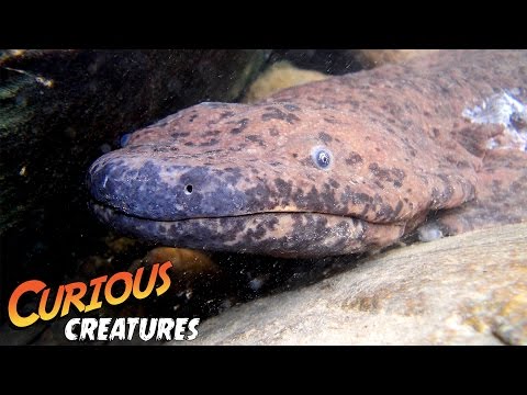 Chinese Giant Salamander | Curious Creatures