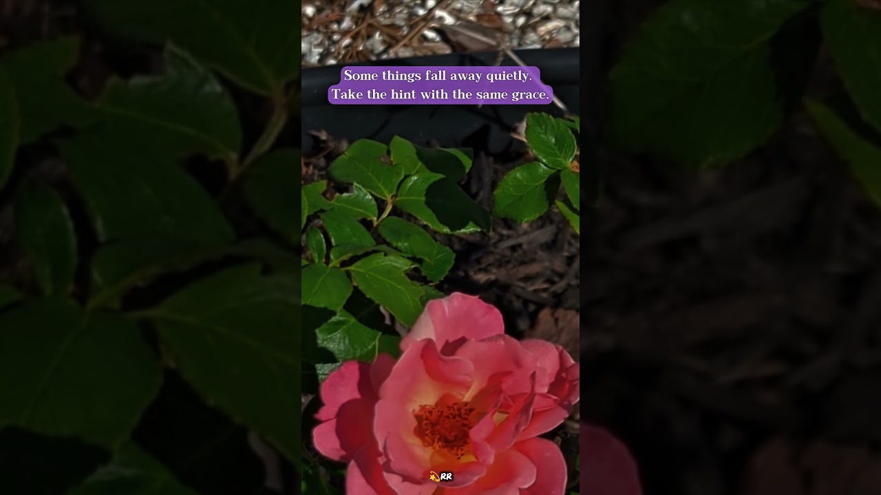 some things fall away quietly… 