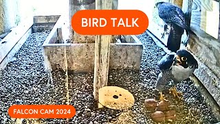 Live bird camera: Falcons "talking" during egg incubation shift change