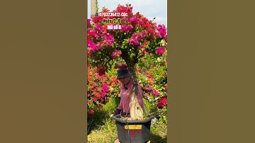 Ngũ sắc thái một cốt tàn đặc đẹp..#shortvideos