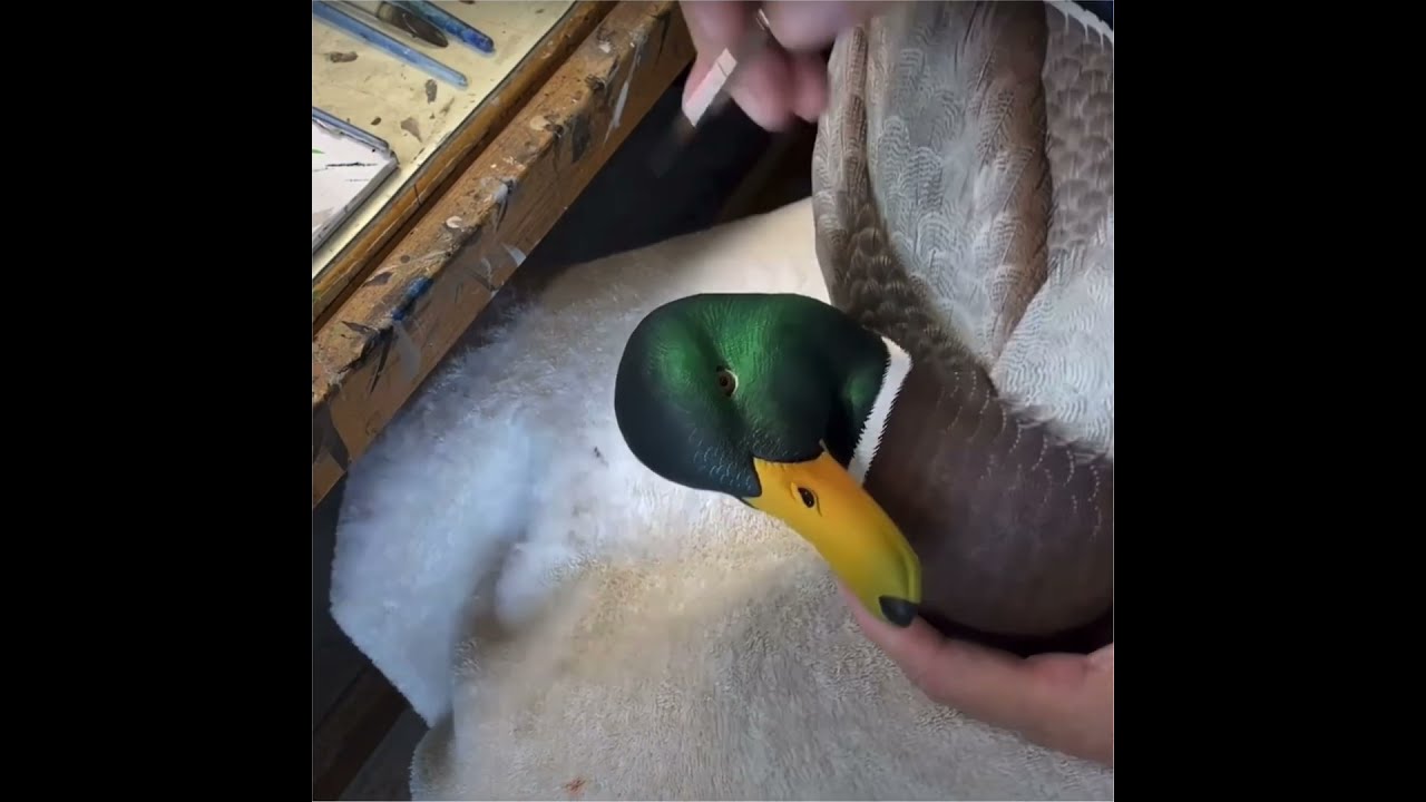Mallard Drake Duck Decoy Carving Birds Woodcarving Hunting Carver Duckdecoys