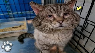 He was Betrayed, Sitting On the Porch in the Freezing Cold, Begging for Food, and Shaking from the C