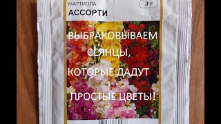 ЛЕВКОЙ МАХРОВЫЙ.В апреле вырываем сеянцы,которые не дадут махровые цветы.!! ЛЕВКОЙ МАХРОВЫЙ.В апреле вырываем сеянцы,которые не дадут махровые цветы.!!