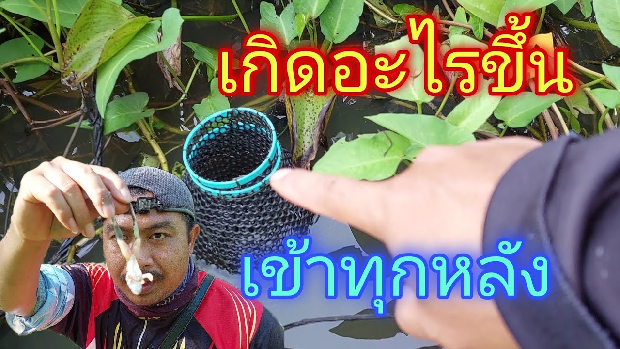 ดักปลาไหล ด้วยเขียดลวก บอกเลยหมานสุดๆ ใส่ตุ้มปลาไหล หาปลาไหล กับดักปลาไหล ปลาไหล - ตกปลา หาอยู่หากิน